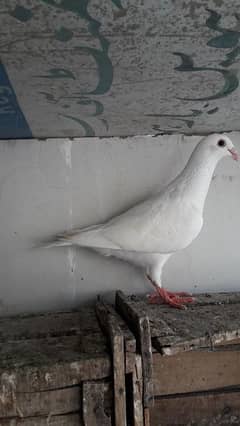 pigeon (german beauty homer. ) female