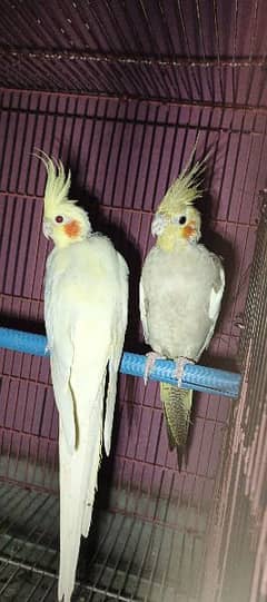 coctail parrots and Australian 03431520456