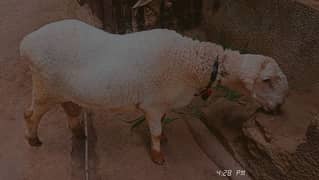 Sheep Sindh Dumba