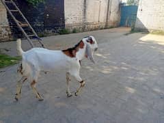 qurbani  goats WhatsApp no 03449210967