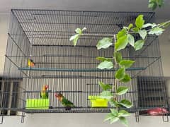 love bird green 2 pair with iron cage 11000