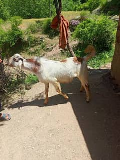 BAKRA goat cow male