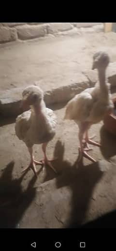 paper white chiks available 03125033381