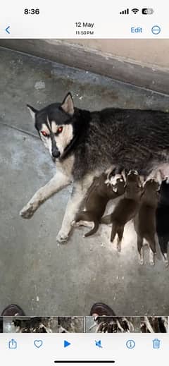 Husky breeder (0309-8283322 )female with 1 puppy
