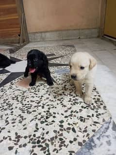 Labrador puppy | British Labrador puppy | labra Dog | |dog for sale 0