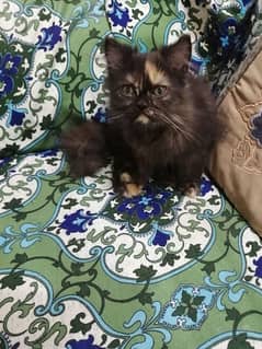 Persian Dark Brown Punch Face Female Cat for Sale03218126414