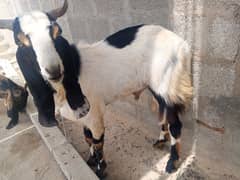 goats for sell 2 dant 4 danat b Karachi orangi twon
