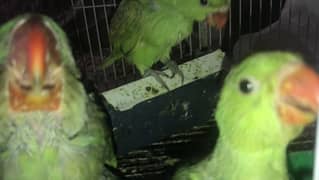 green ringneck / pahari pinfeather-self parrot chicks