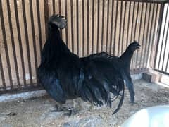 Ayam cemani male for sale