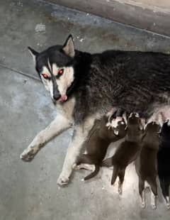 Husky breeder female(0309-8283322) with 1 pup
