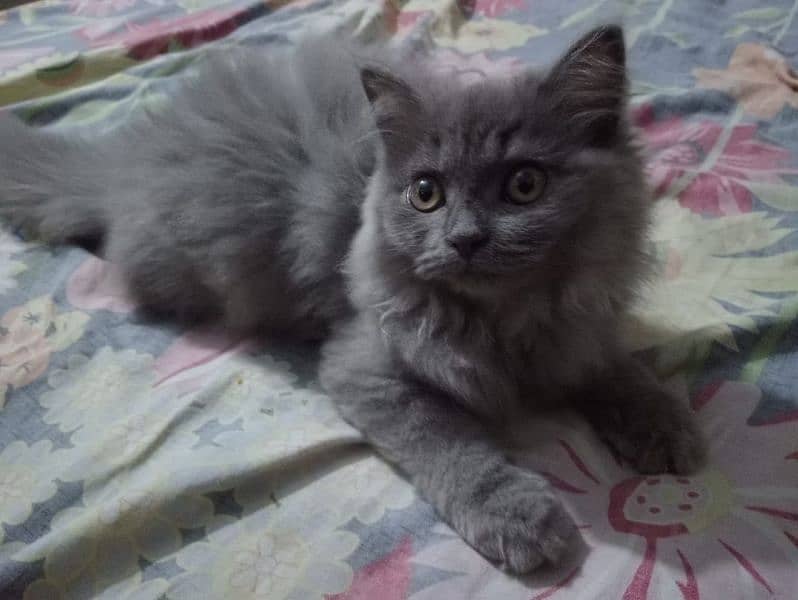 kitten for sell 2