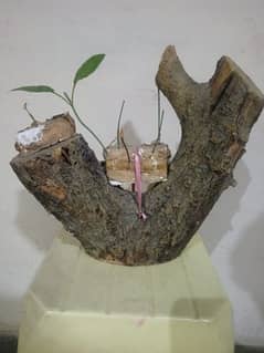 Decorative plant Showpiece
