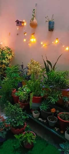 30 plants & pots