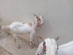 Two male Khaasi Goats / Bakra for Sale