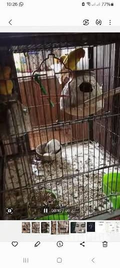 cockatiel 1 pair and 1 male pair price 6000 male 2400