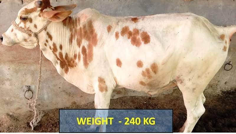 عقيقہ، شادی بیاہ,قربانی اوردیگرتقریبات کیلیےجانور Animal for Sale cows 0