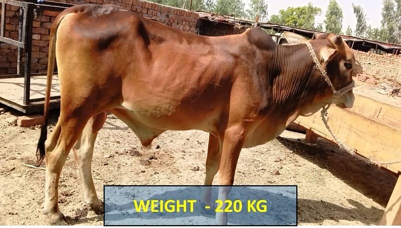 عقيقہ، شادی بیاہ,قربانی اوردیگرتقریبات کیلیےجانور Animal for Sale cows 1