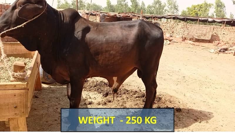 عقيقہ، شادی بیاہ,قربانی اوردیگرتقریبات کیلیےجانور Animal for Sale cows 2