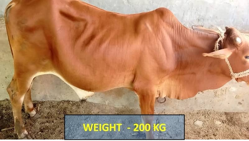 عقيقہ، شادی بیاہ,قربانی اوردیگرتقریبات کیلیےجانور Animal for Sale cows 4