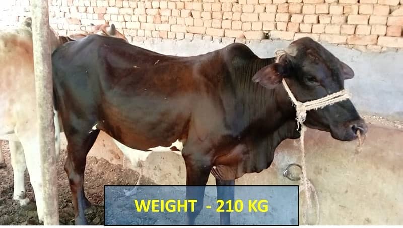 عقيقہ، شادی بیاہ,قربانی اوردیگرتقریبات کیلیےجانور Animal for Sale cows 5