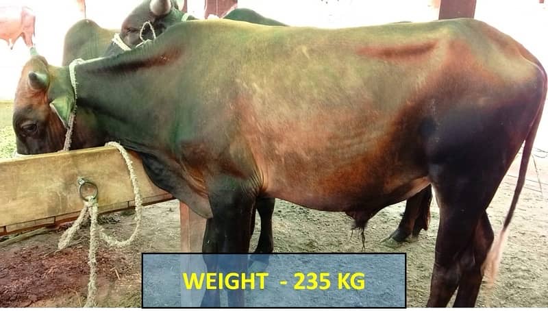 عقيقہ، شادی بیاہ,قربانی اوردیگرتقریبات کیلیےجانور Animal for Sale cows 6