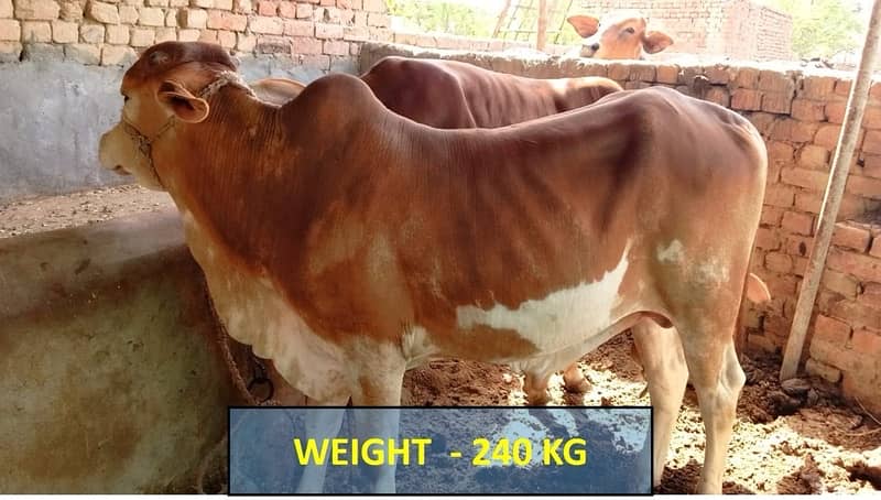 عقيقہ، شادی بیاہ,قربانی اوردیگرتقریبات کیلیےجانور Animal for Sale cows 7