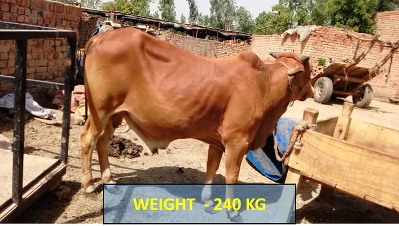 عقيقہ، شادی بیاہ,قربانی اوردیگرتقریبات کیلیےجانور Animal for Sale cows 8