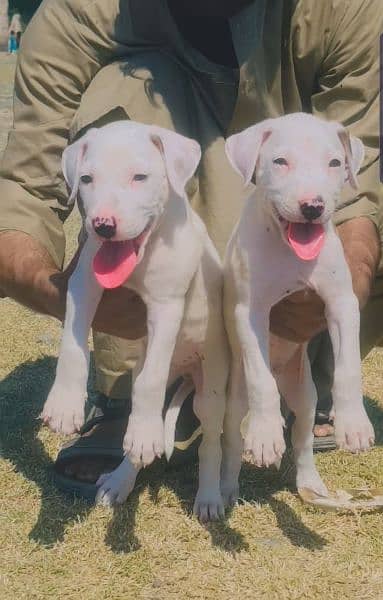 kuhati gultair dog | gultair male dog for sale 0