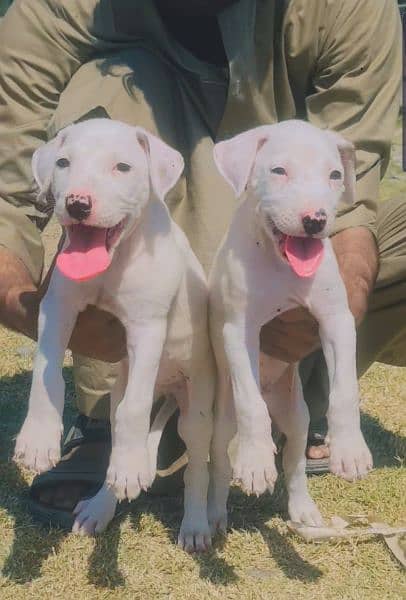 kuhati gultair dog | gultair male dog for sale 2