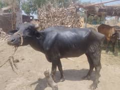 young bhains for qurbani