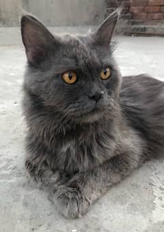 Persian male  cate for sale