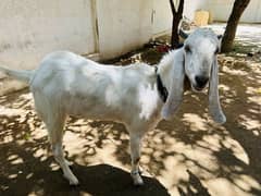 Goat 2 daant age 2 years for sale