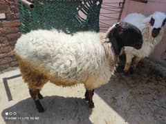 sell for 2024 qurbani
