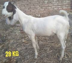 Bakre sale for qurbani |  Bakra | | goat for sale