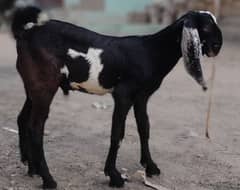 Male goat for 2025 Qurbani