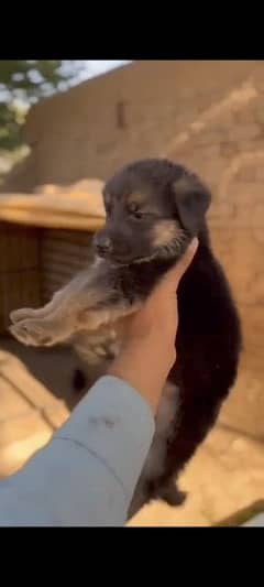 German shepherd dog male female puppy's