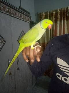green ringneck for sell with cage