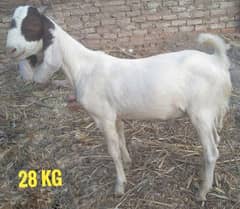 Bakra for sale - Bakry available - Goat
