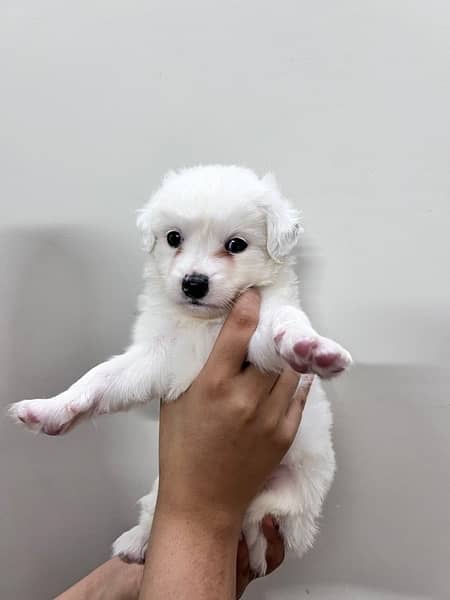 pure poodle terrier pups 5