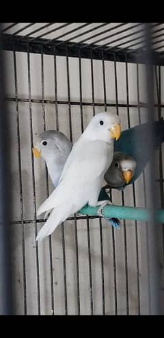 all birds for sale 03447884589