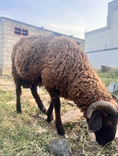 Sheeps / Dumba for Qurbani