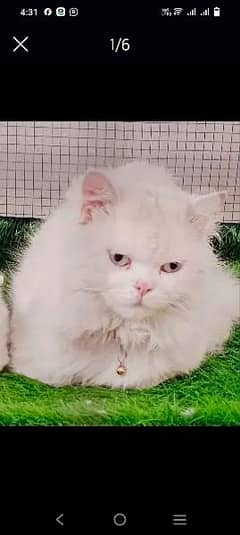 Persian male cat for sell contact:03434634699