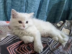 Persian female kitten home breed.