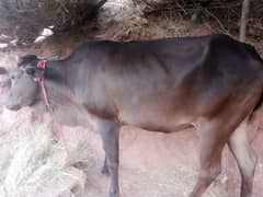 Fesh cow for Qurbani