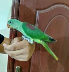 Hand tamed parrot raw