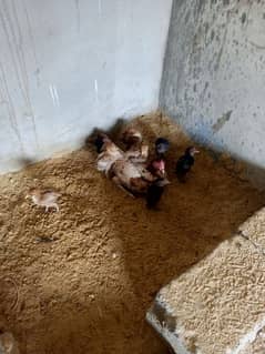 aseel murgi with 6 chicks