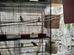 All types of lovebirds available. .