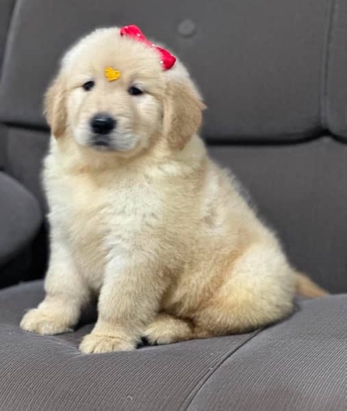 Golden Retriever Puppies 0