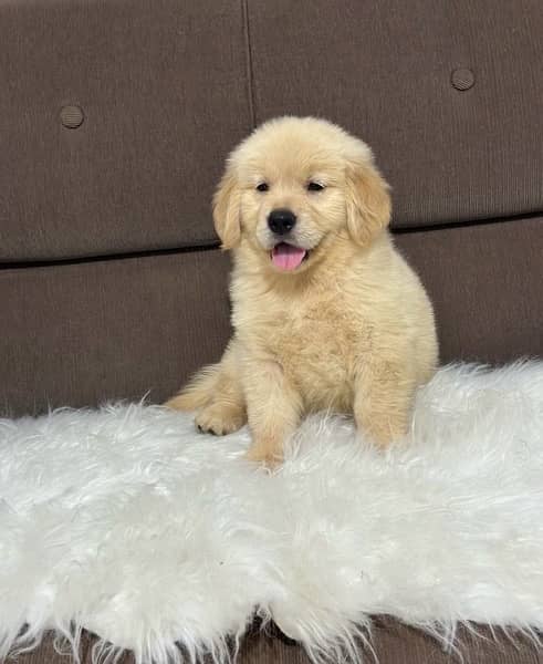 Golden Retriever Puppies 1