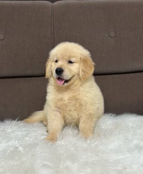 Golden Retriever Puppies 3